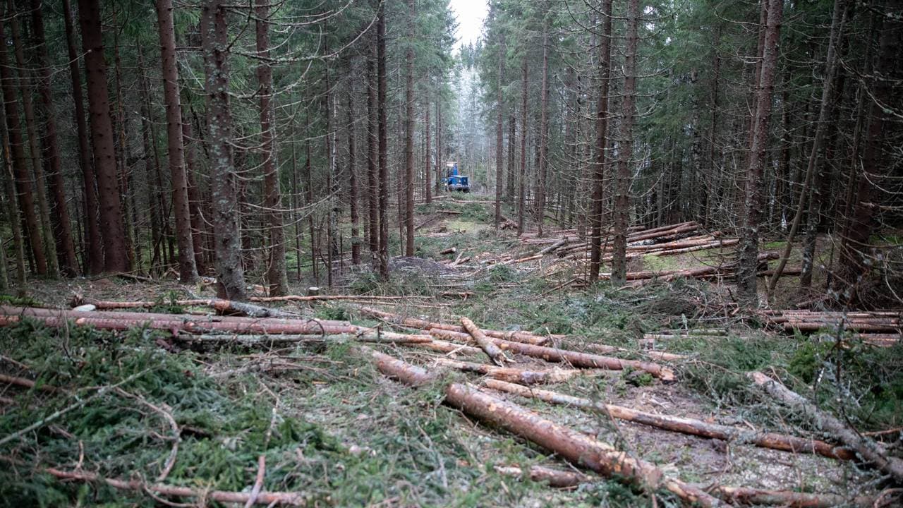 Skog på Gran.