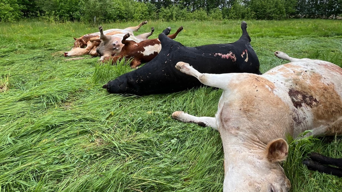 11 storfe ble drept av lynnedslag: &ndash; Noe du aldri tror du skal oppleve