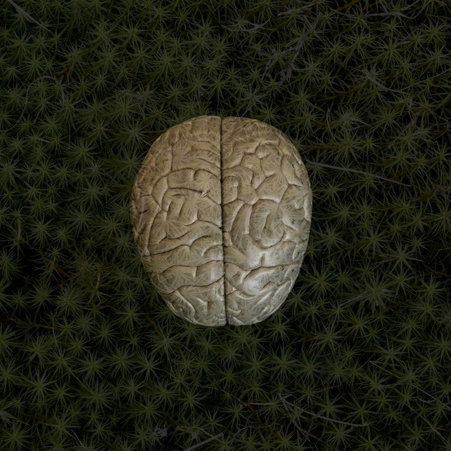 Hjerne-modell 