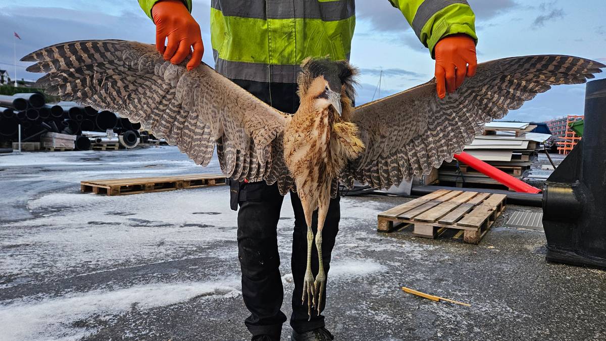 Funn av sjeldan fugl vekkjer oppsikt