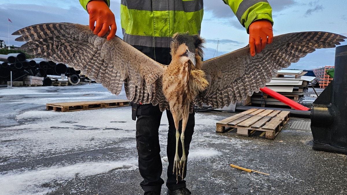 Funn av sjeldan fugl vekkjer oppsikt
