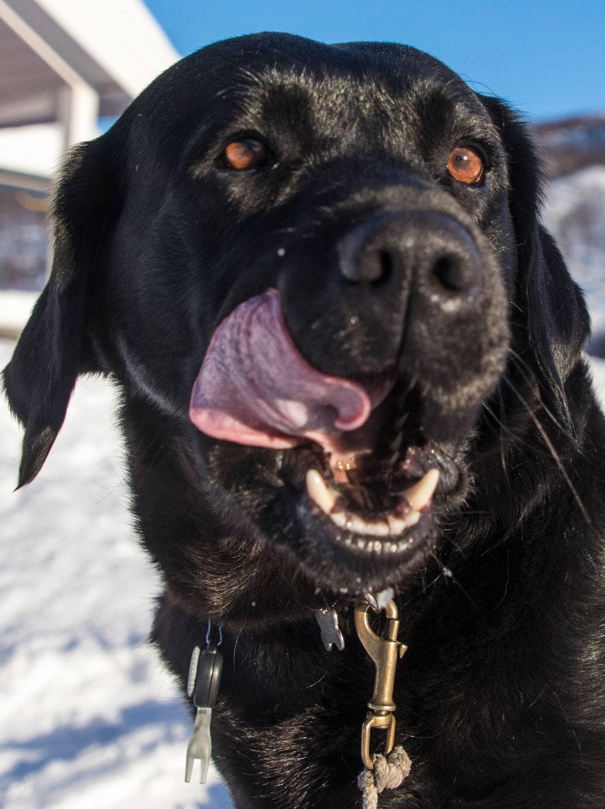 Jakten på det rette hundenavnet: Sunny har solskinnshumør – NRK Troms og Finnmark