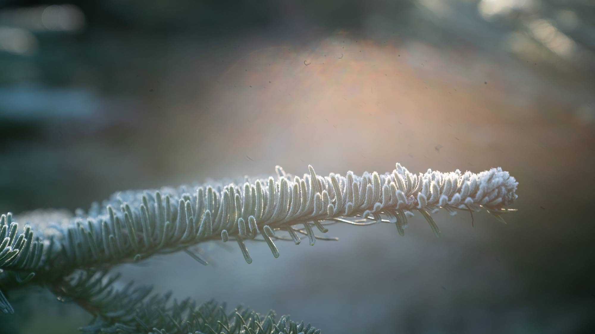 Grein på juletre i motlys.