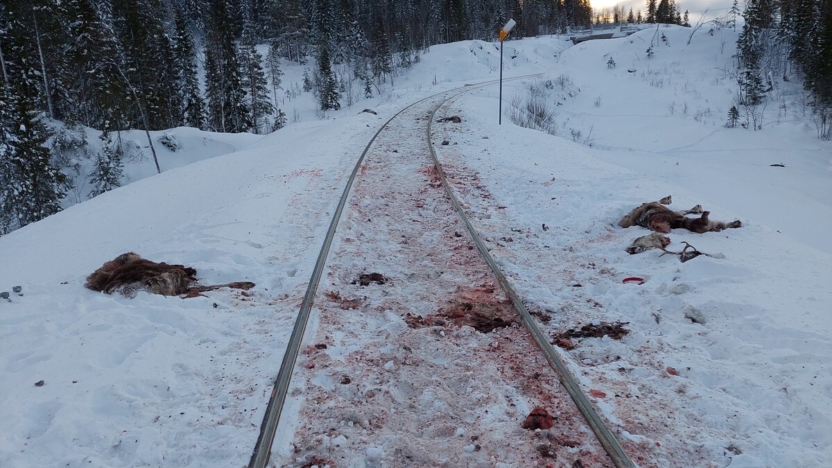 Flere titalls reinsdyr påkjørt på Meråkerbanen