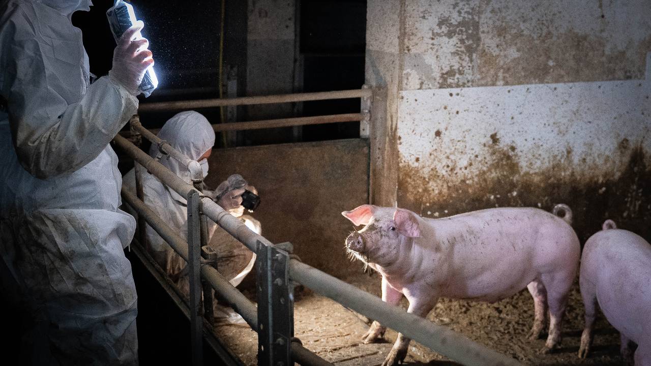 Nettverk for dyrs frihet fotograferer i Fatland-lederens fjøs