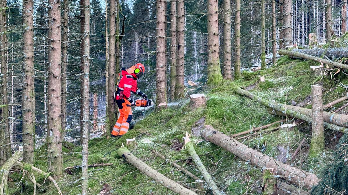 Tømmer-rekord i Noreg: Skog­eigarane jublar – industrien blør