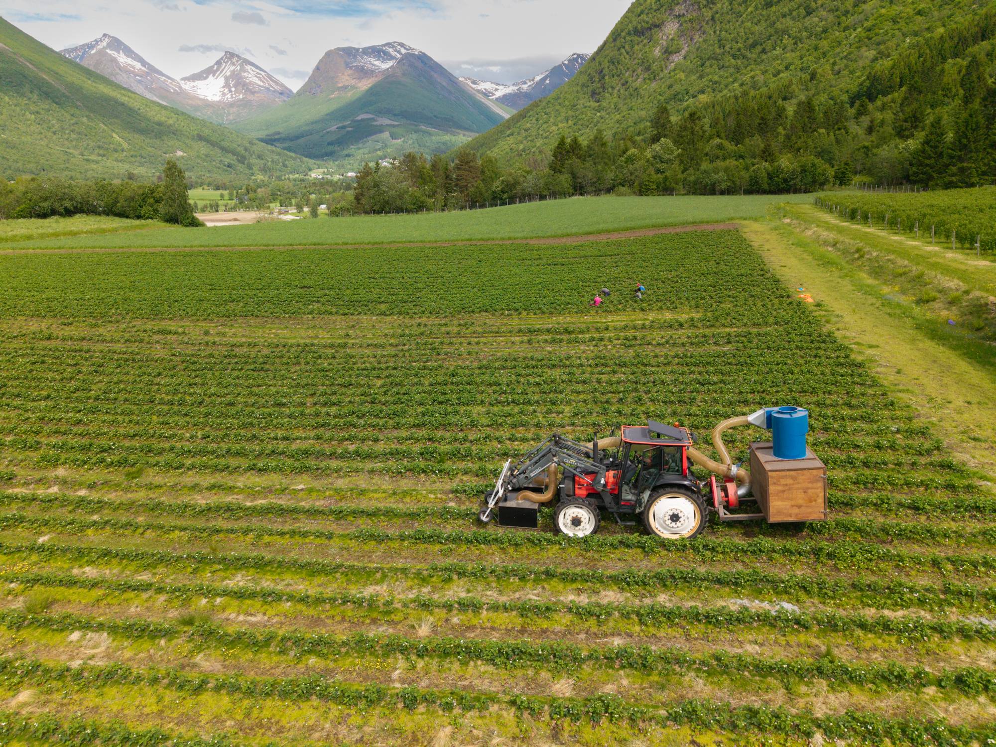 Dronebilder av jordbærbonden Peter Arne Døving sin traktormonterte støvsuger som han bruker for å fjerne jordbærsnutebiller fra åkeren sin.
