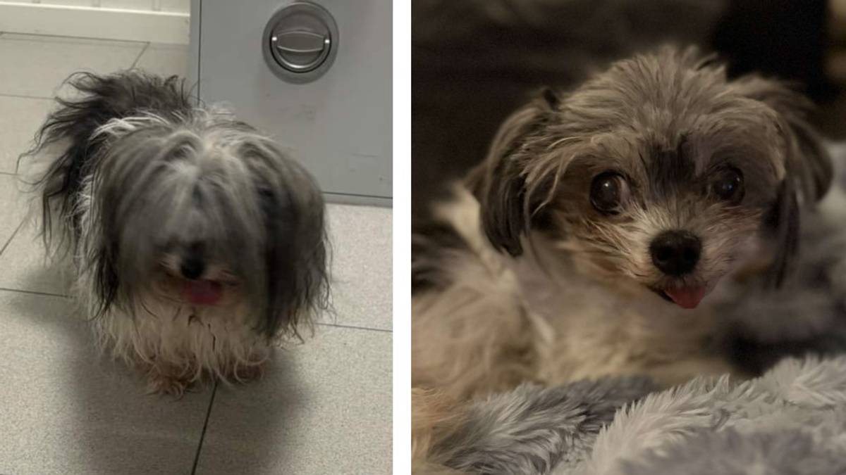 Bø-eier trodde hunden var død - kom til rette i Skien – NRK Vestfold og ...