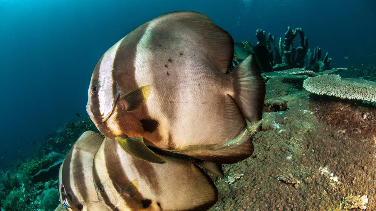 En fisk bæsjer en remse med plast