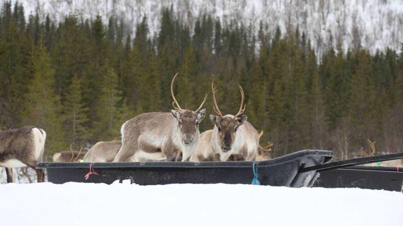 Deer eat fodder because they cannot reach mosses and mosses.  There is some layer of ice preventing it.  Therefore, deer owners have to feed themselves.  They chose not to.