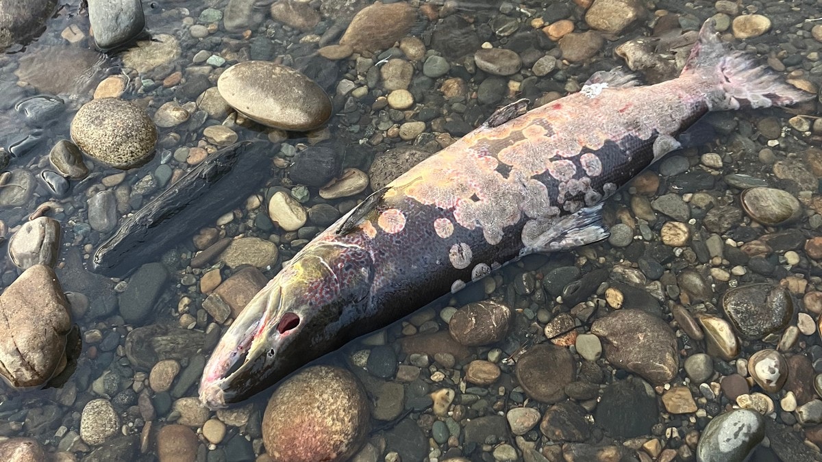 Massedød av fisk i kjent laksevassdrag: – Har aldri opplevd maken