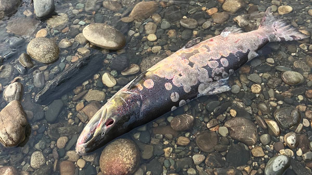 Massedød av fisk i kjent laksevassdrag: – Har aldri opplevd maken