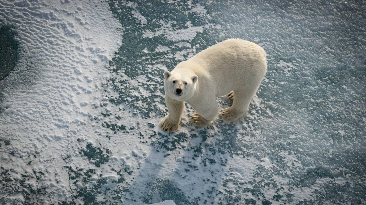 Trodde isbjørnen skulle krympe med isen: Men den blir feitere