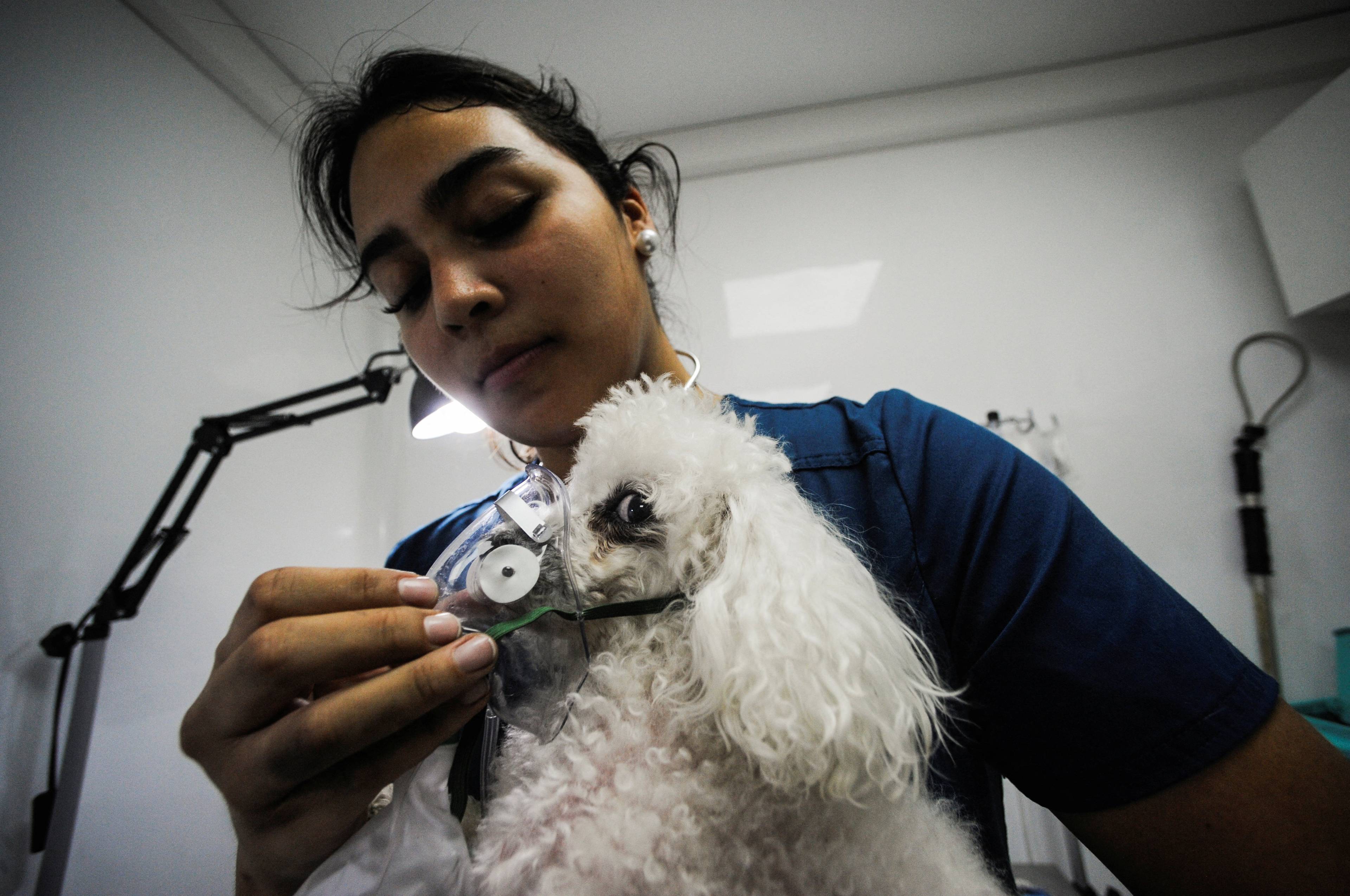En hund får hjelp med oksygenmaske på en mobil veterinær klinikk søndag etter å ha pustet inn røyk i skogbrannene i Chile.