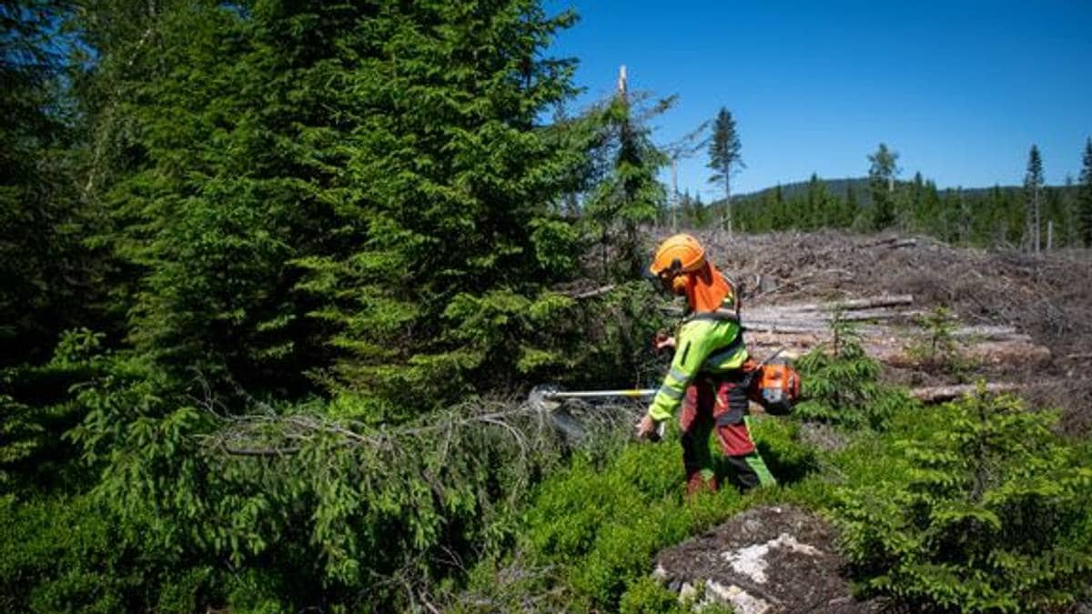 Agder topper skogsstatistikk