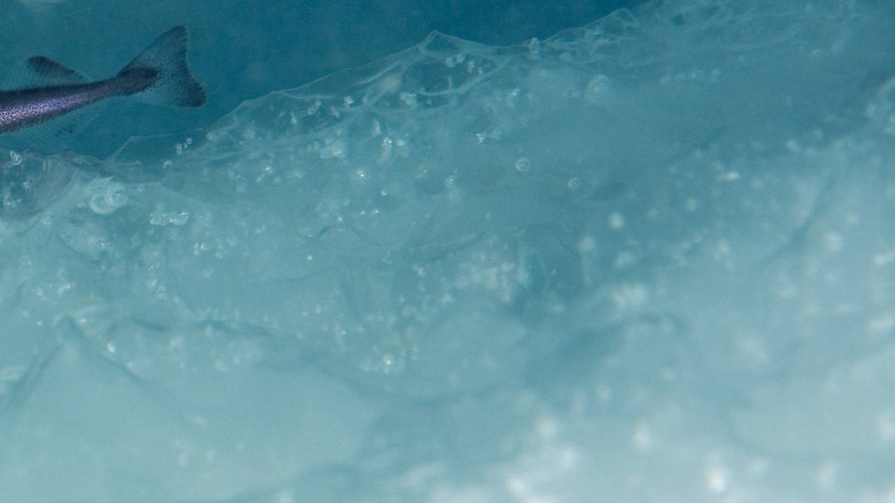 Halen på en Polartorsk skimtes i havisen