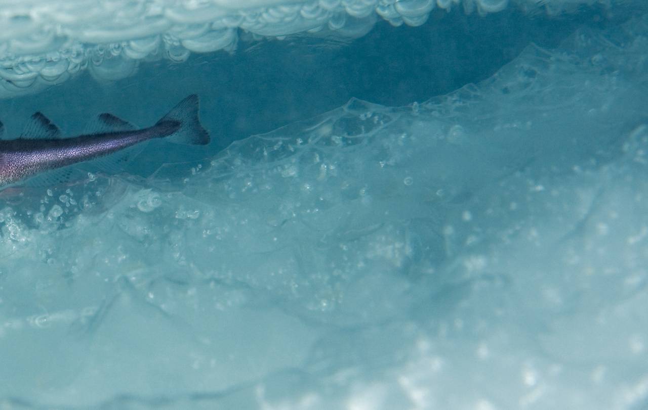 Halen på en Polartorsk skimtes i havisen