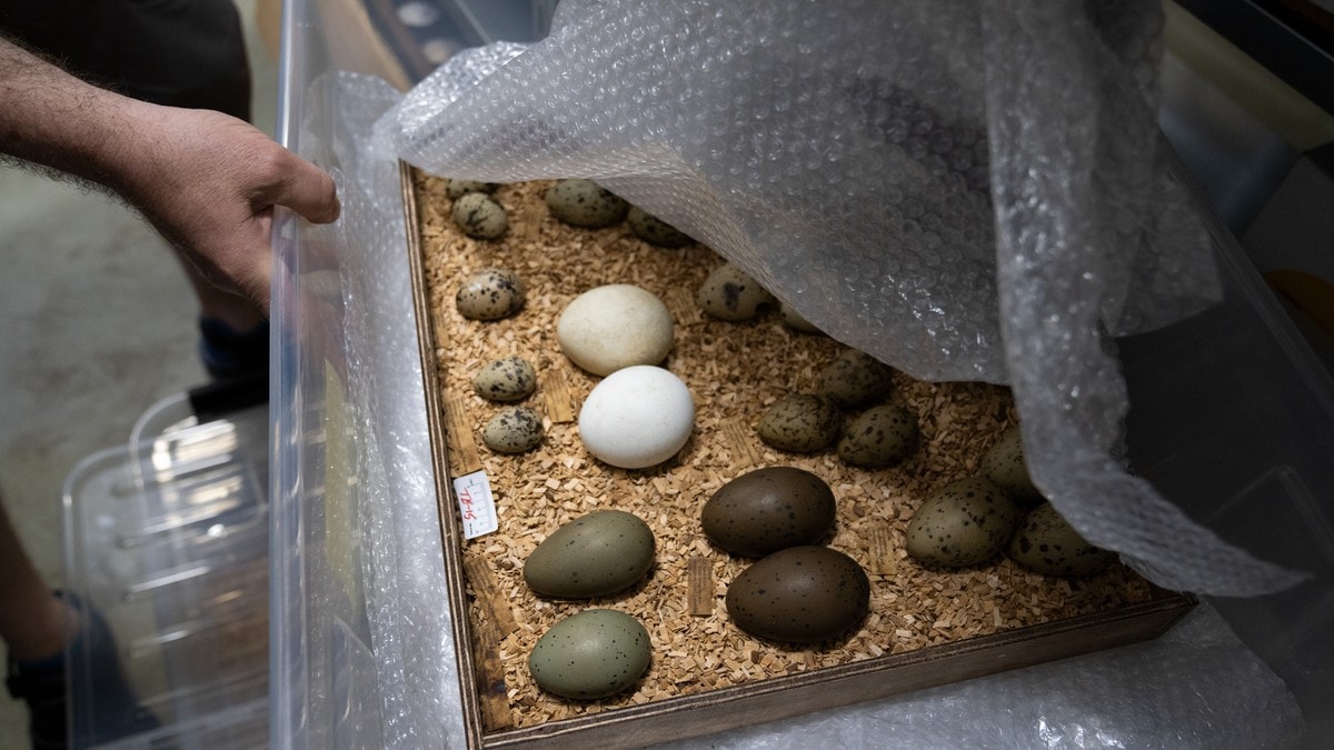 Nettverk skal ha omsett trua fugleegg – to menn tiltalte