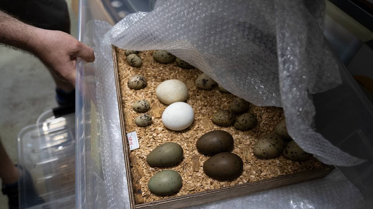 Nettverk skal ha omsett trua fugleegg – to tiltalte
