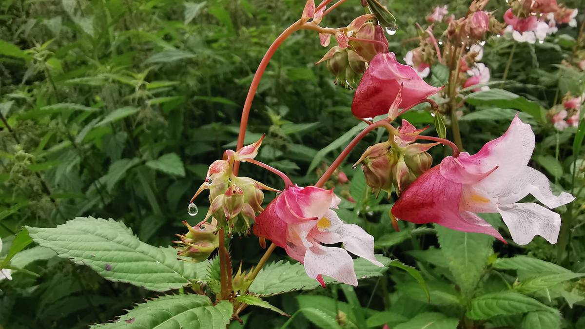 Denne uønskede hageplanten sprer seg i Nesna – nå ber kommunen om hjelp
