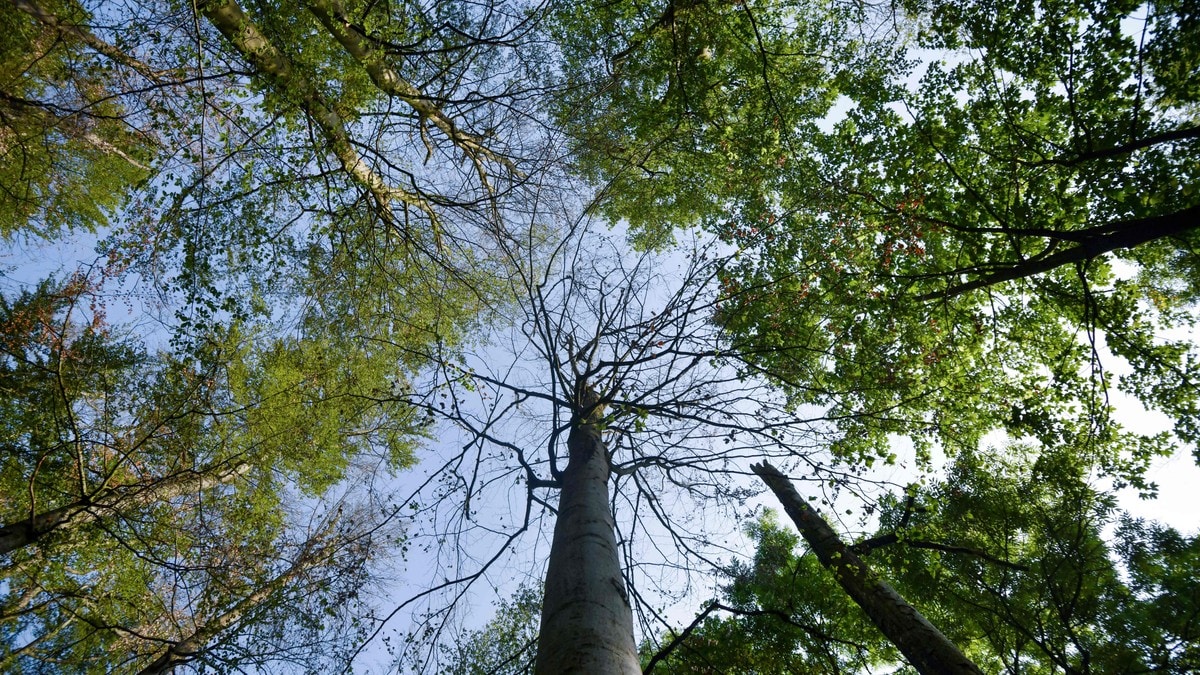 Naturpanelet: Fem grep for å redde naturen