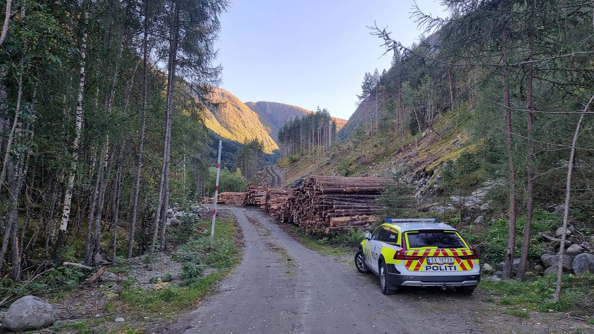 Mann i 60-åra død etter trefellingsulukke