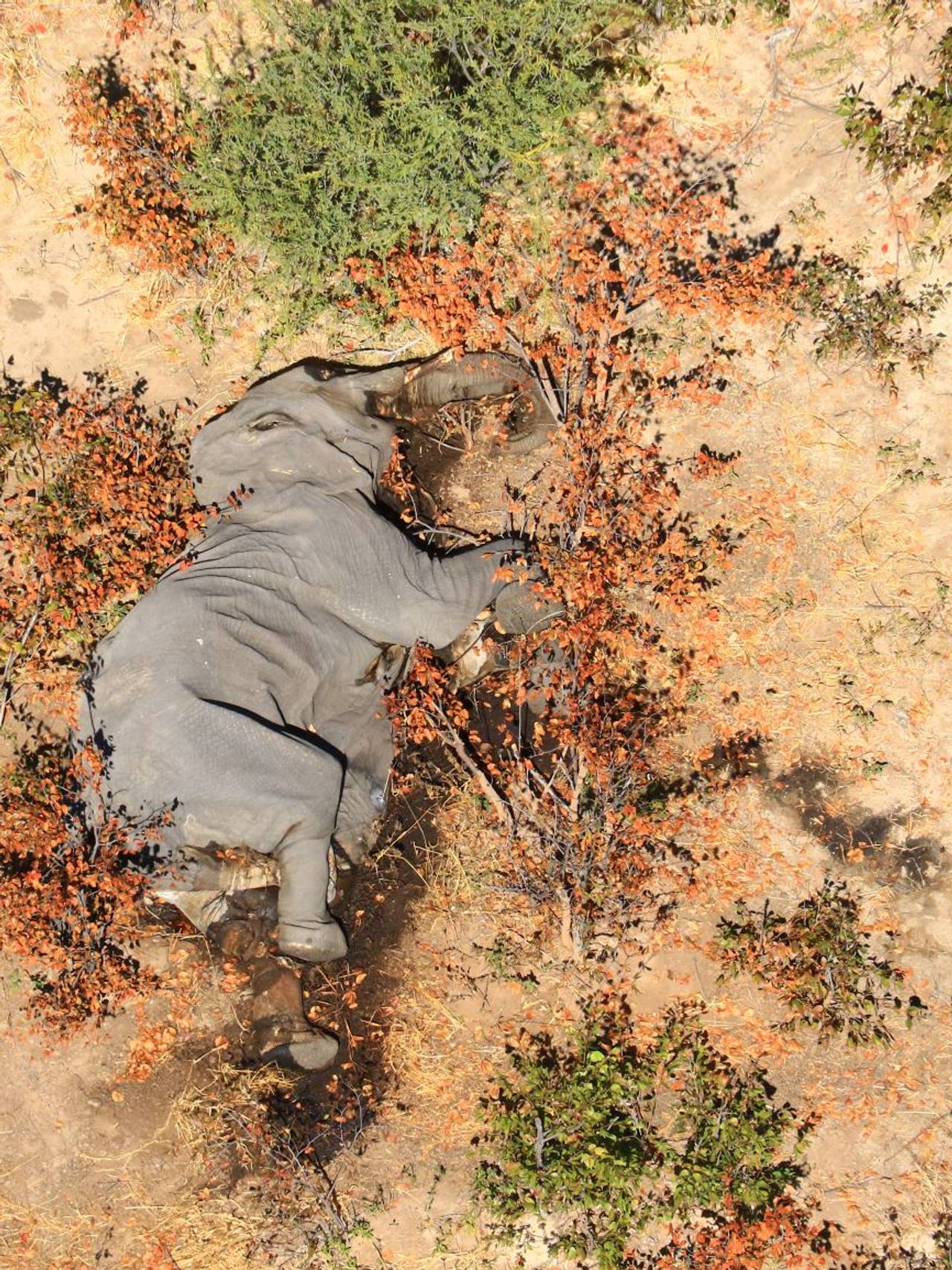 elefant 6