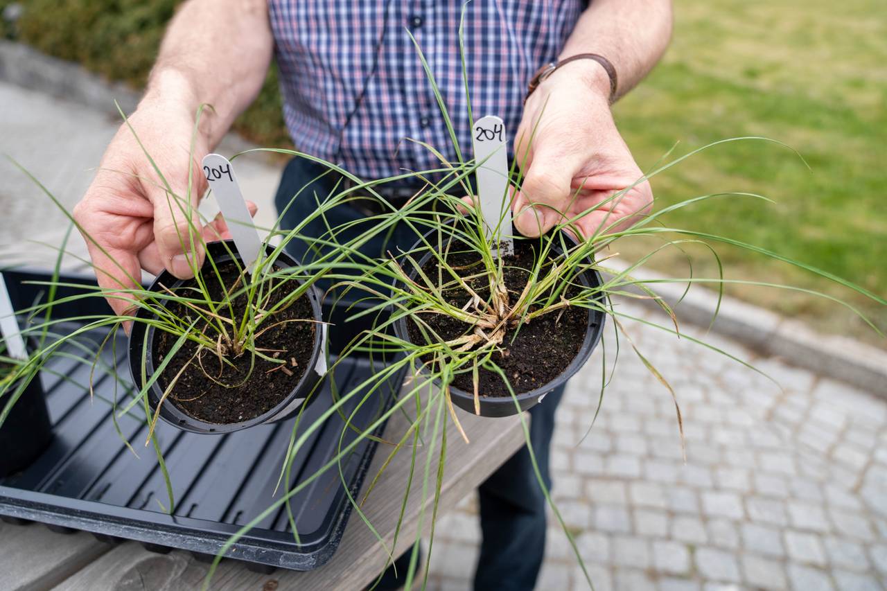 Perennial ryegrass