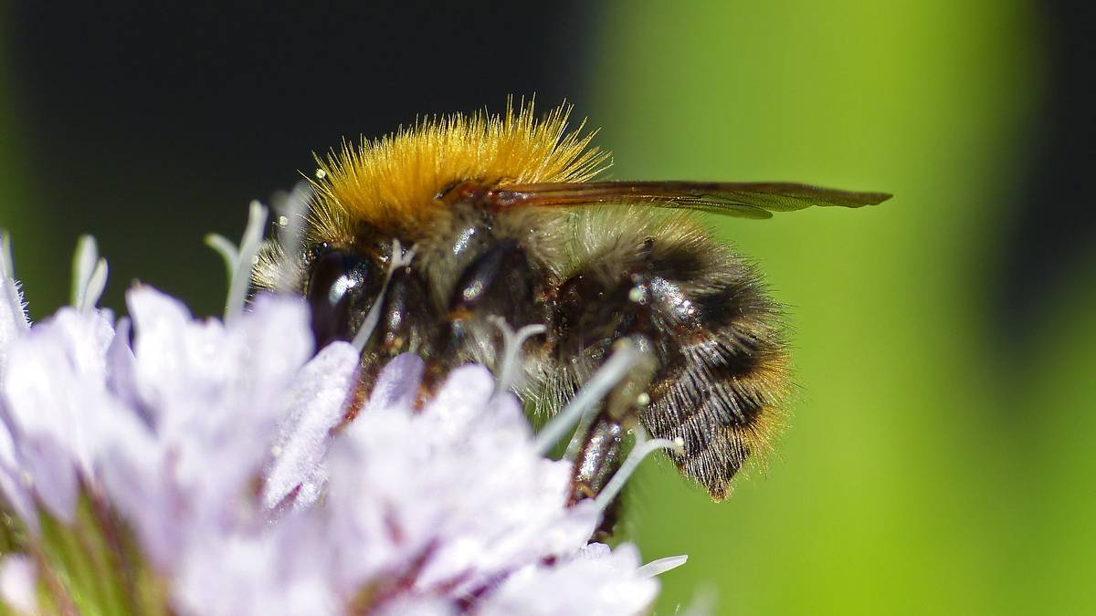 New research shows some species of bumblebees can hyperventilate when temperatures soar – NRK Trøndelag
