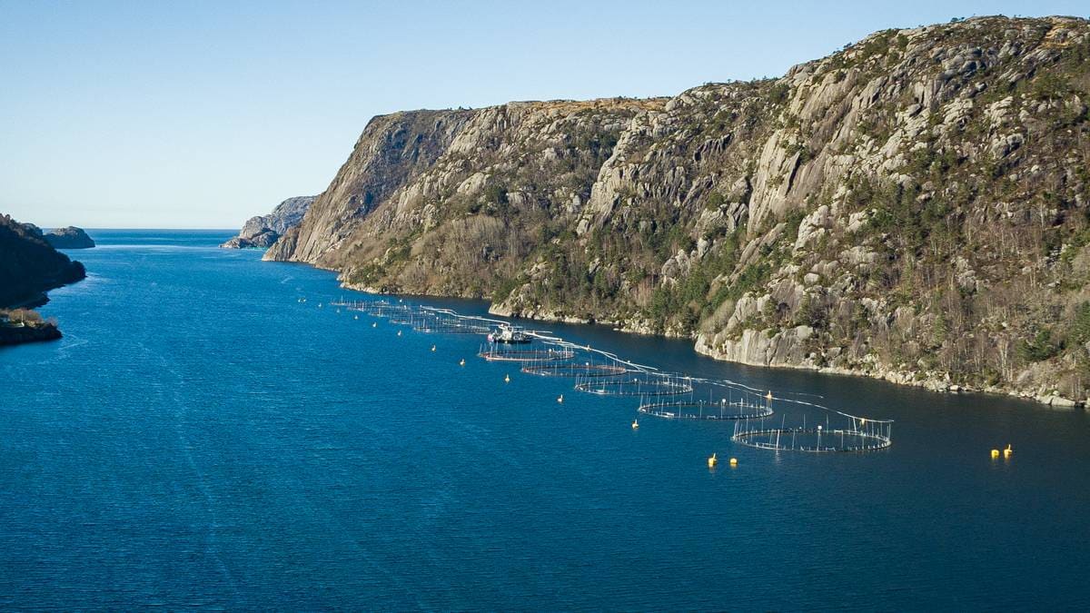 Mange døde laks - har kontroll på situasjonen