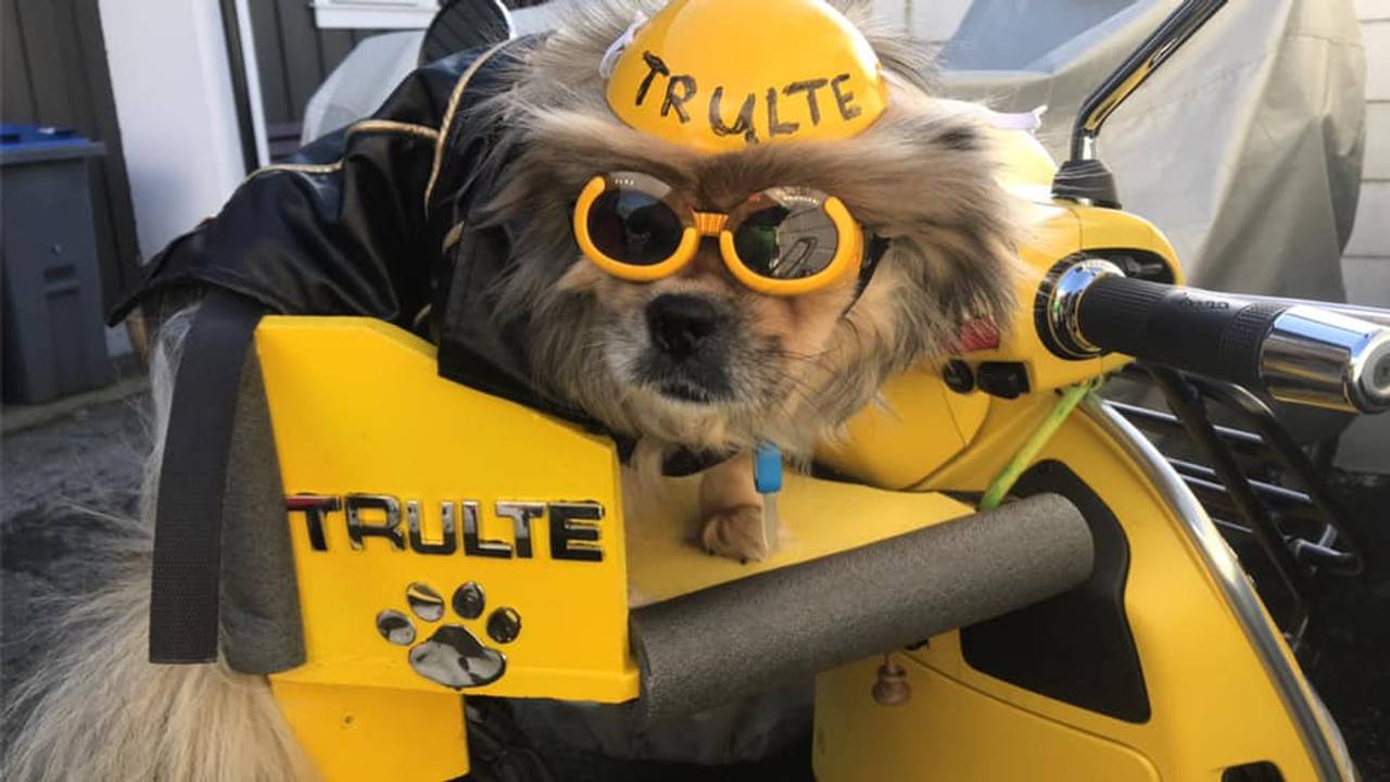 Hunden Trulte på tur i Vespaen til pappa.