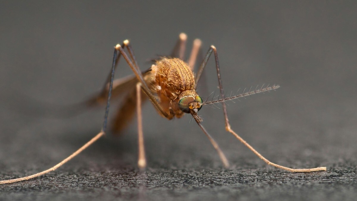 Forskere vil ha hjelp til å finne meningen med mygg