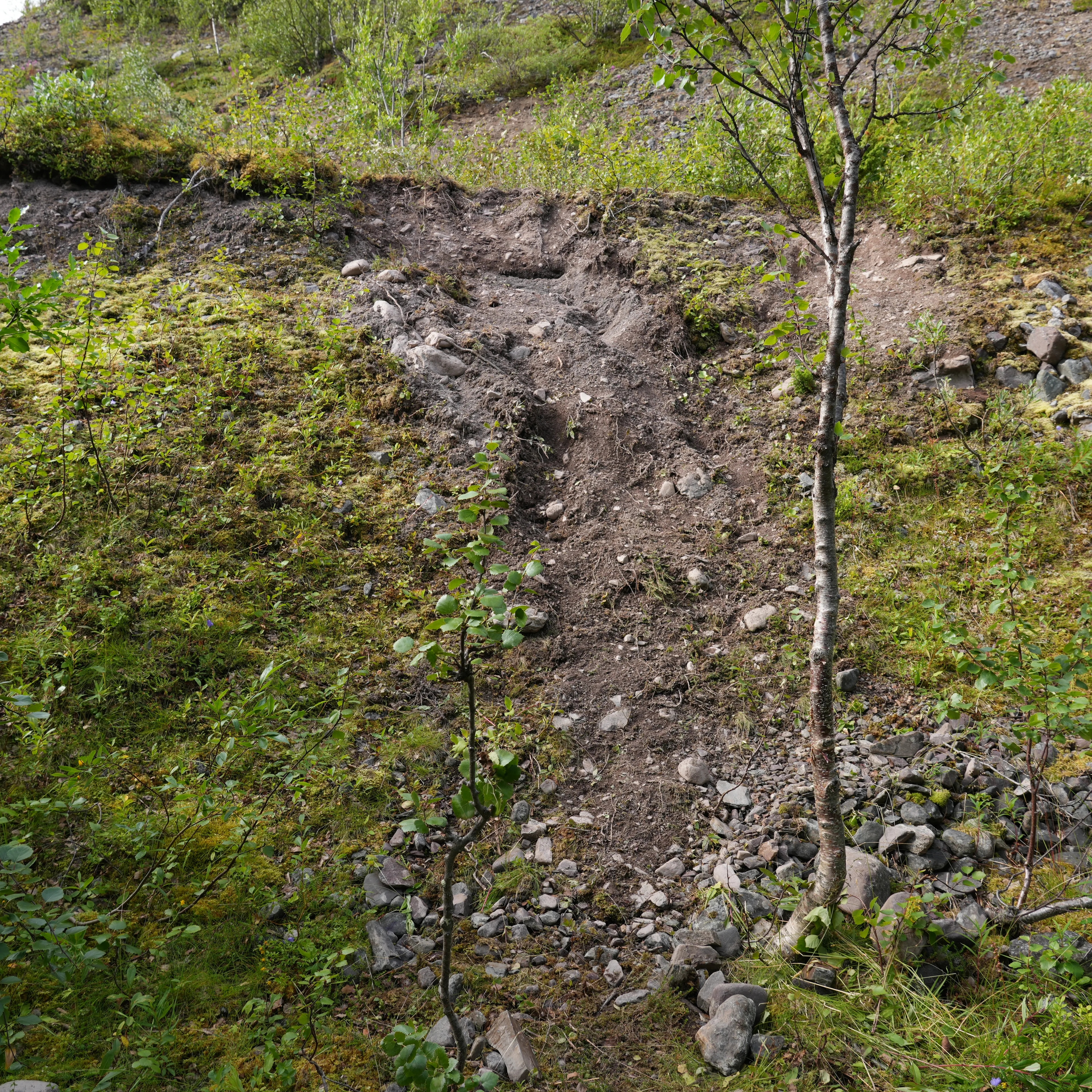 Spor i naturen etter hvalrossen