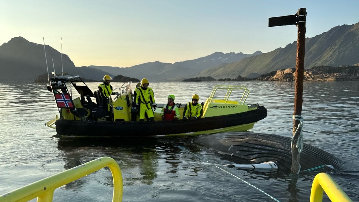 Kystvakten fjernet død knølhval i Lofoten