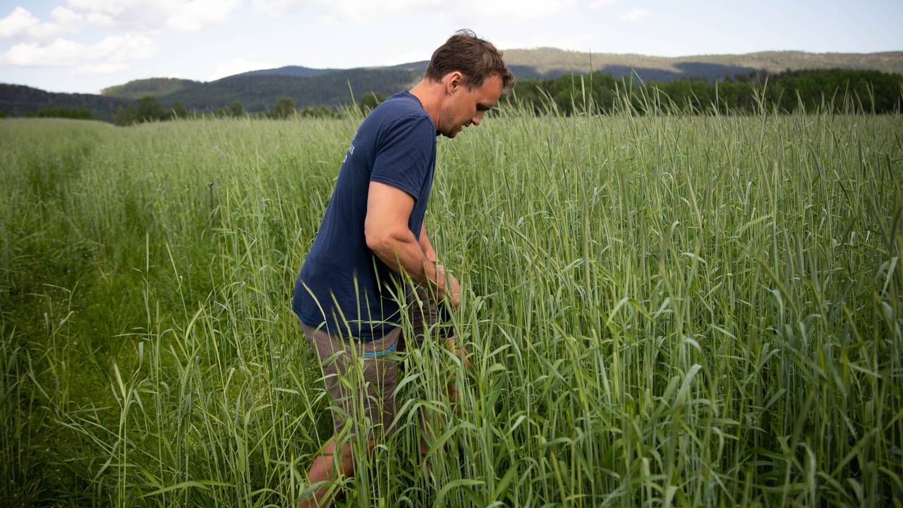 Kristoffer Svalastog Skinnes i åkeren på Nedre Skinnes Gård