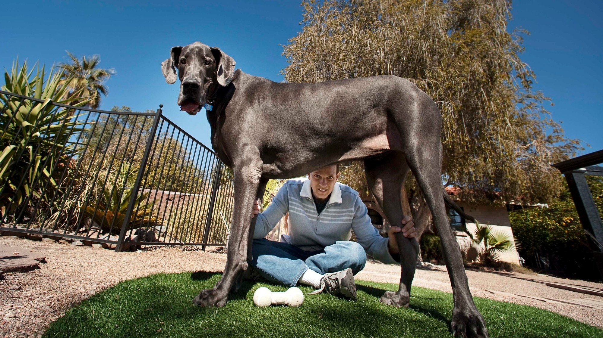 Самая большая собака в мире зевс