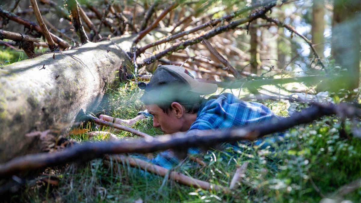 Krever bedre innsyn for å beskytte skogen