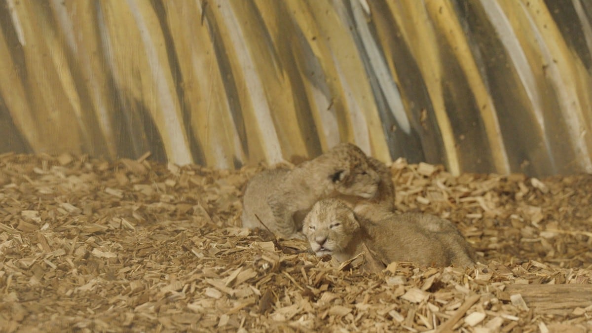 Løveparet i Dyreparken har fått unger igjen