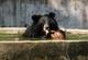 Reuters A black bear rests in a pond during a media tour conducted by the Thai National Park, Wildlife and Plant Conservation Department at the Banglamung Wildlife Breeding Center in Chonburi province, east of Bangkok February 20, 2013. Thailand will host the Convention on International Trade in Endangered Species of Wild Fauna and Flora (CITES) from March 3-14 in Bangkok. REUTERS/Chaiwat Subprasom (THAILAND - Tags: ANIMALS)