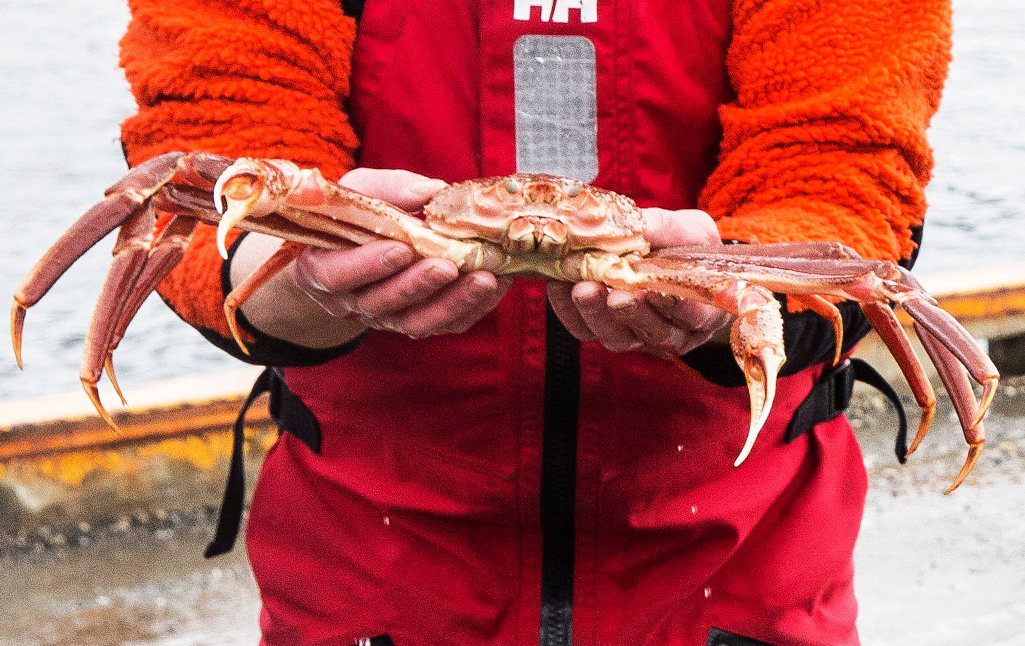 EU mener europeiske fartøyer har rett til å fange like mye snøkrabbe utenfor Svalbard som norske fartøyer.