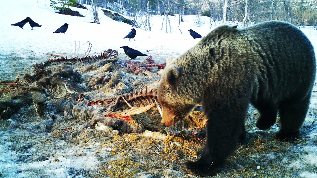 Ynglende bjørn midt mellom 12.000 sau og rein: – En katastrofe for næringa