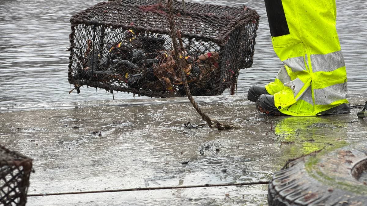 Tatt beslag av hummerteine