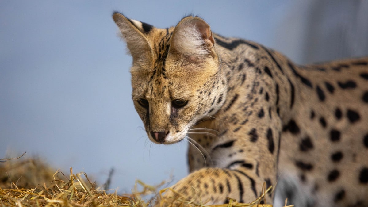 Serval-eieren erkjenner straffskyld