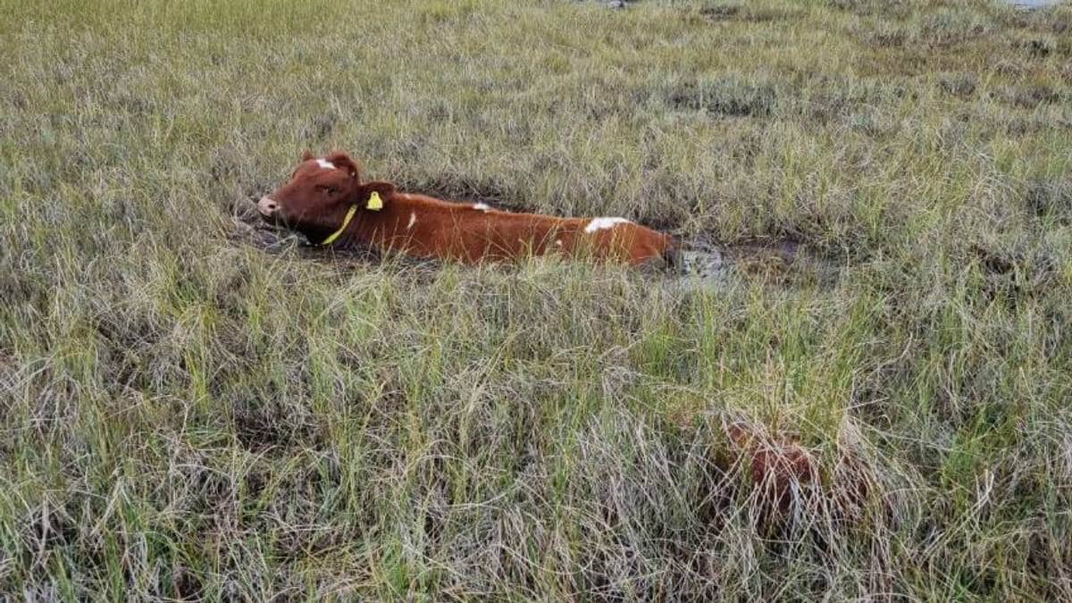 Ku satt fast i myra i Vågå – redningsaksjon pågjekk
