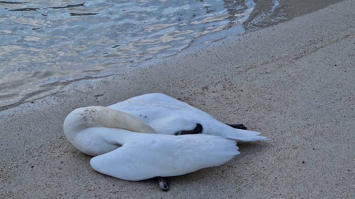 Fugleinfluensa i Tvedestrand- kaller inn til hastemøte