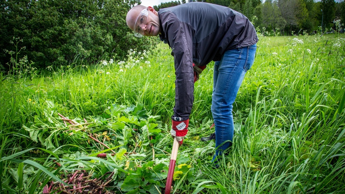 Espen vil ha dugnad for å kverke Tromsøpalmen:­ – Ett av de verste ugressene i verden
