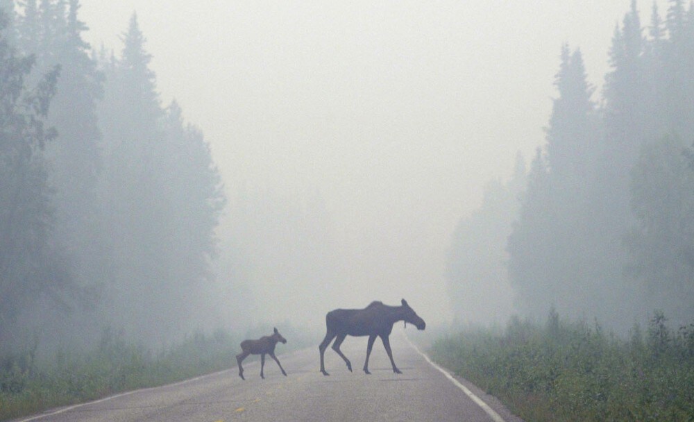 Elg er farligere enn ulv | Stein Johan Warland - Naturvernforbundet i Rogaland
