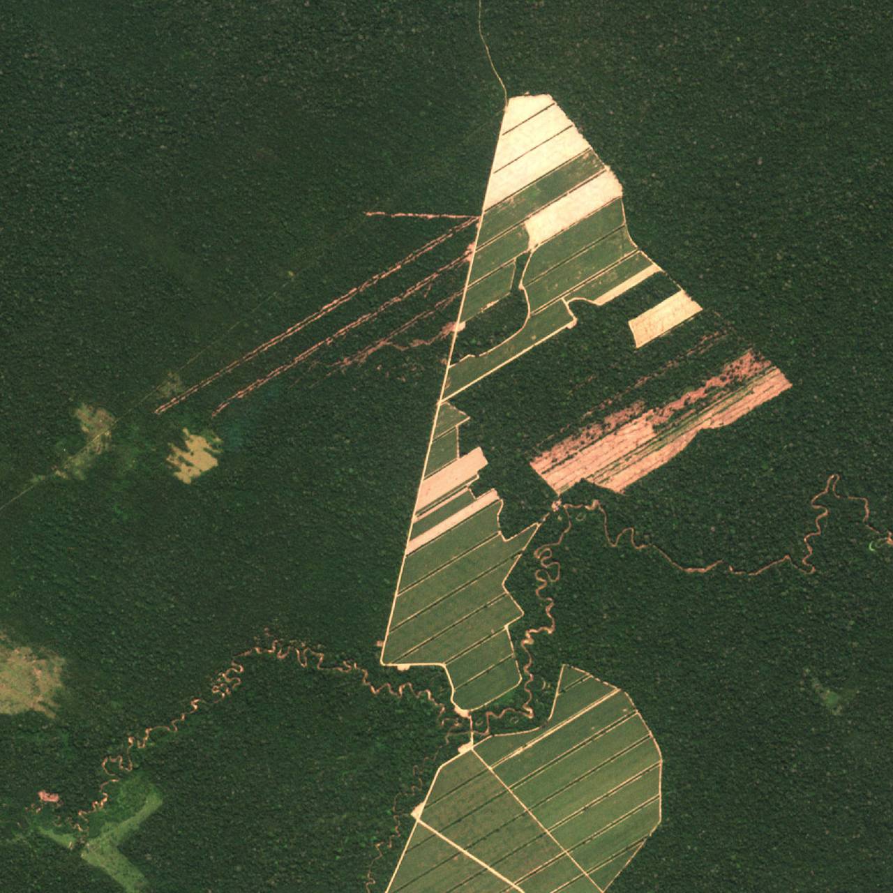 Skog i Bolivia - 25. august 2016