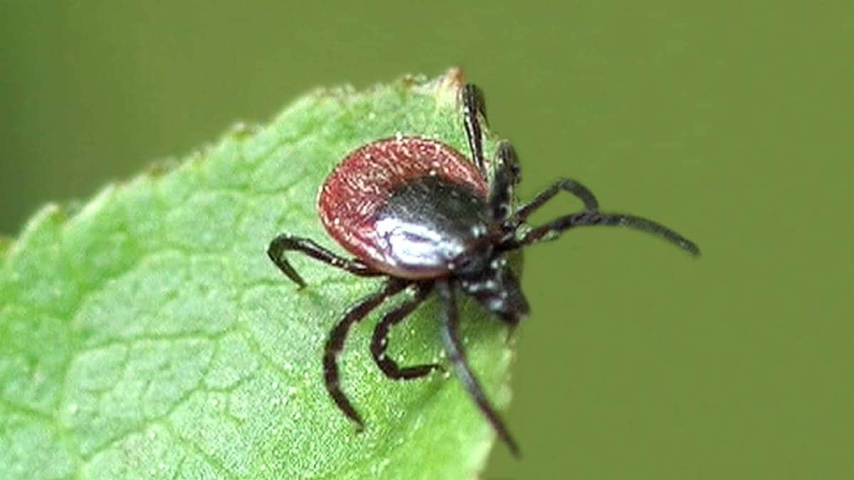 Tjeneste mot flåttsykdom brukes mye