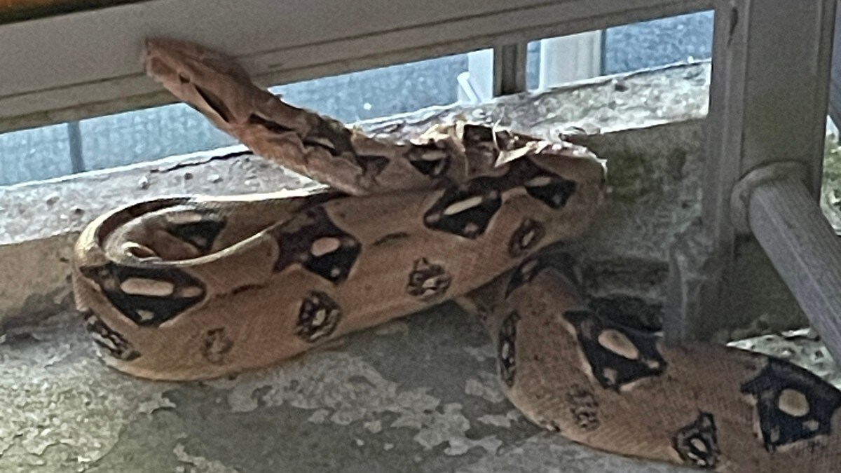 Fann omlag 3 meter lang slange på balkongen